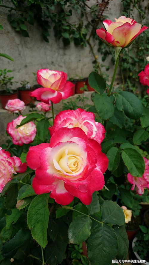 賞花何必獨牡丹？精品月季“紅雙喜”，花中皇后更勝芳