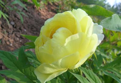 大王園藝 一株百年牡丹王，訴說國色天香的時代風華