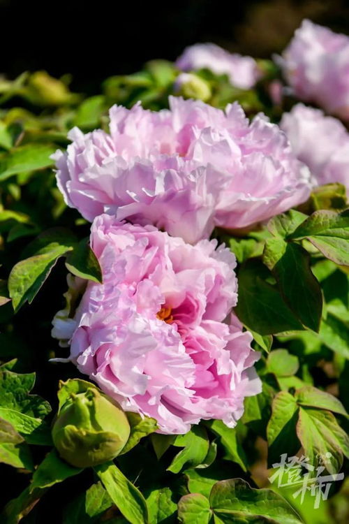 600歲“牡丹王”迎春綻放，第二十屆普寧牡丹花會靜待君來