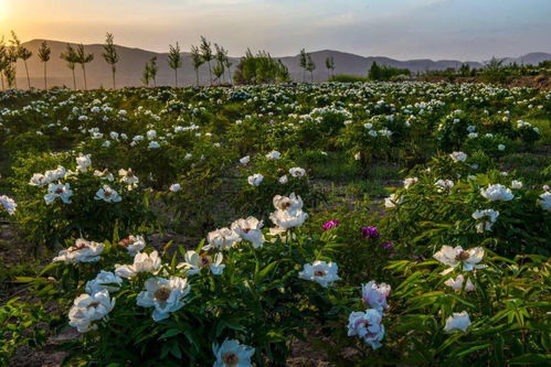 端午相約會寧，共賞芍藥傾城