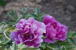 國色天香之源 牡丹12號苗木的培育與鑒賞